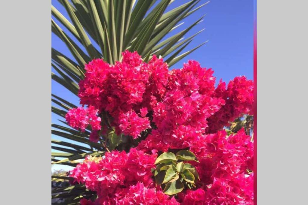 Espacioso 2 En Maspalomas (Gran Canaria)