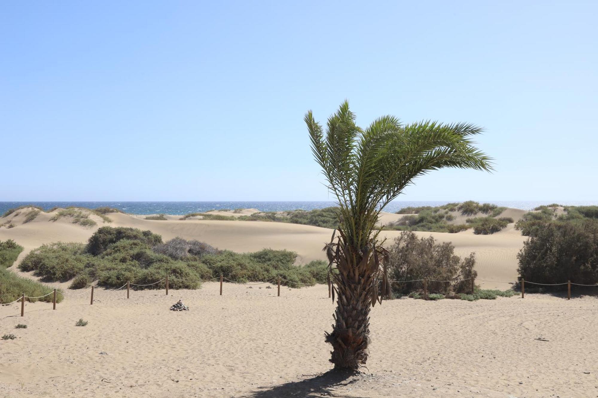 Apartment Confortevole Playa Del Ingles