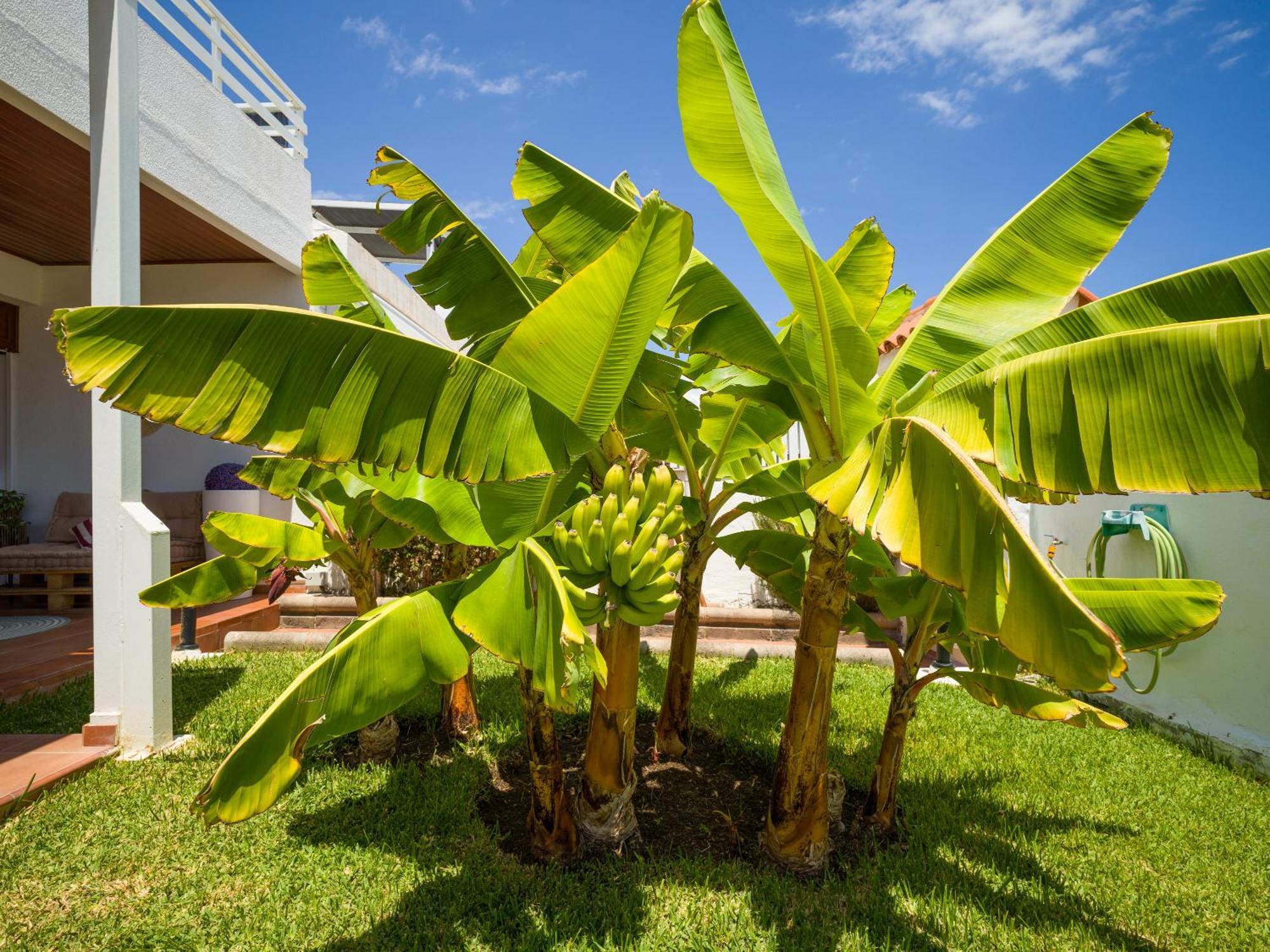 Banana House In Location By Canaryscape Maspalomas (Gran Canaria)