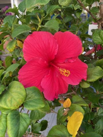 Duplex Maspalomas *