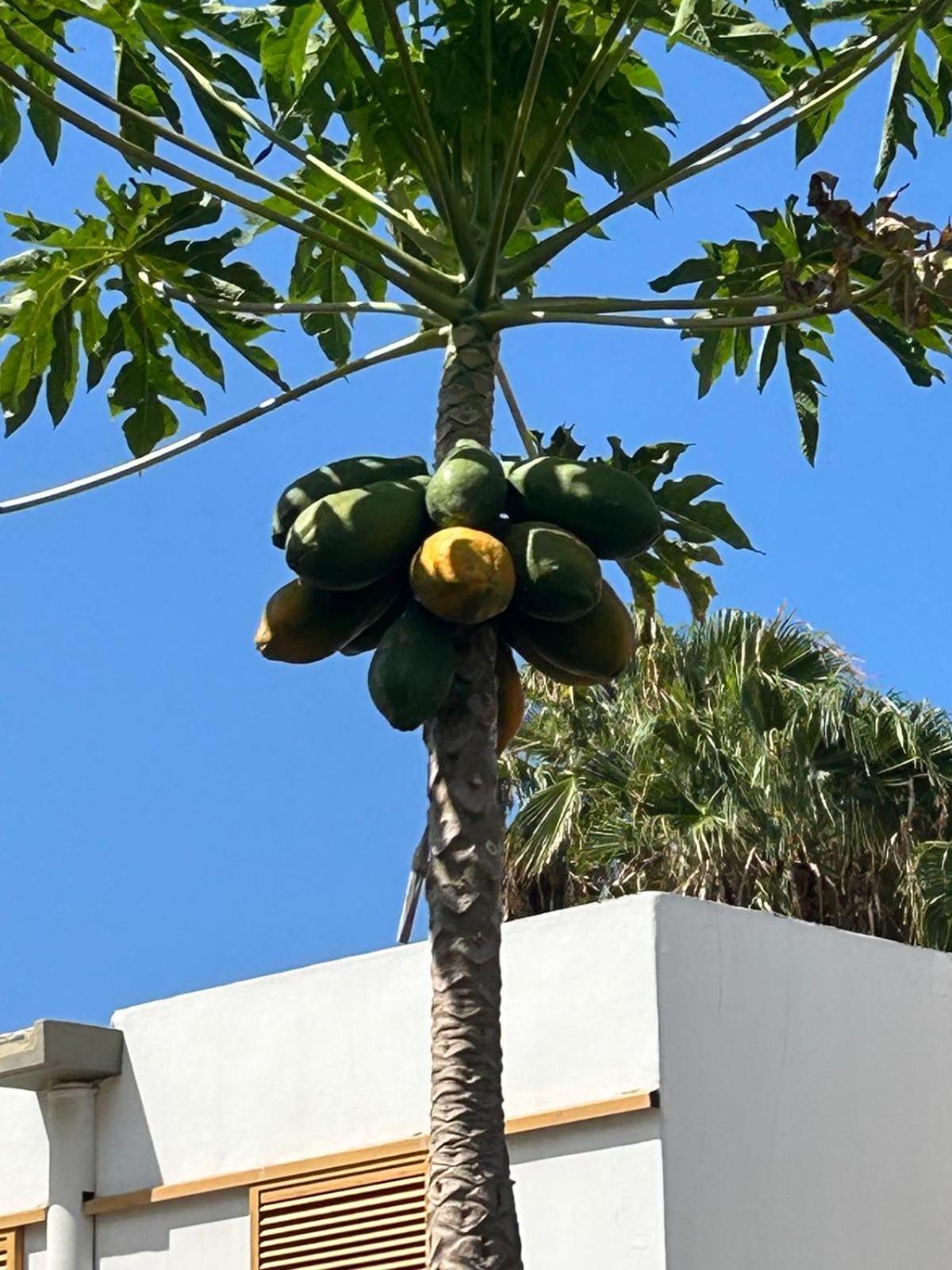 Complejo Cactus Sol Y Mar Apartment