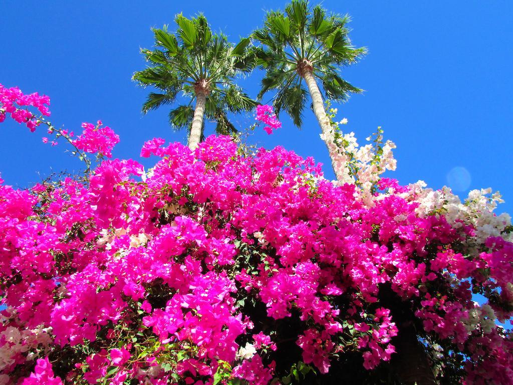 El Capricho * Maspalomas (Gran Canaria)