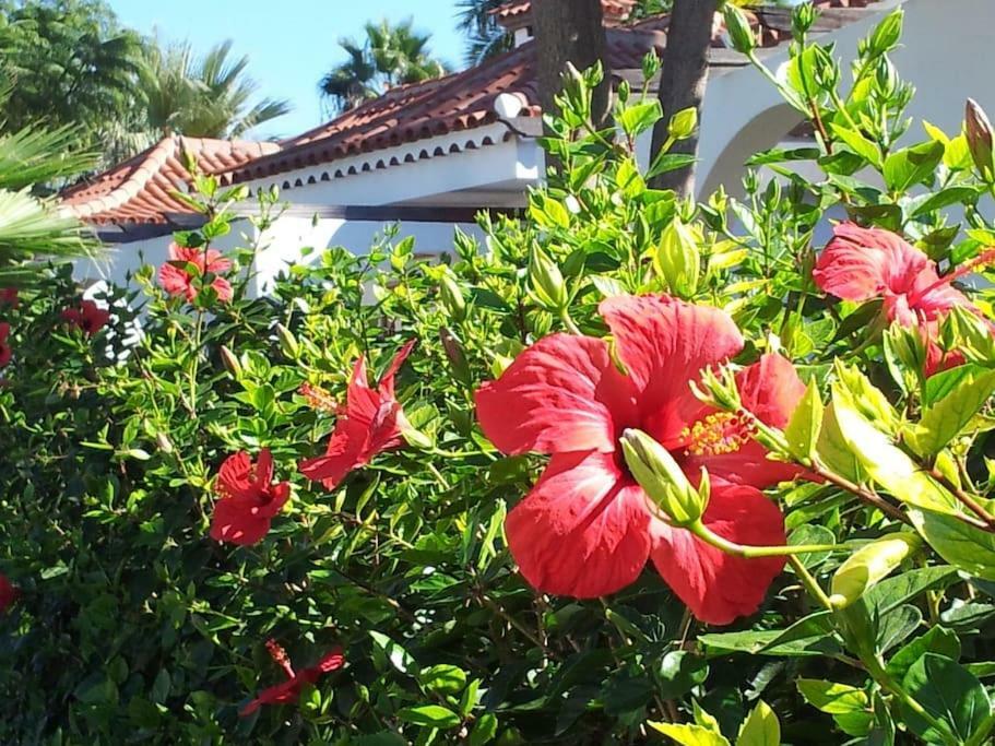 La Esquinita Maspalomas (Gran Canaria)