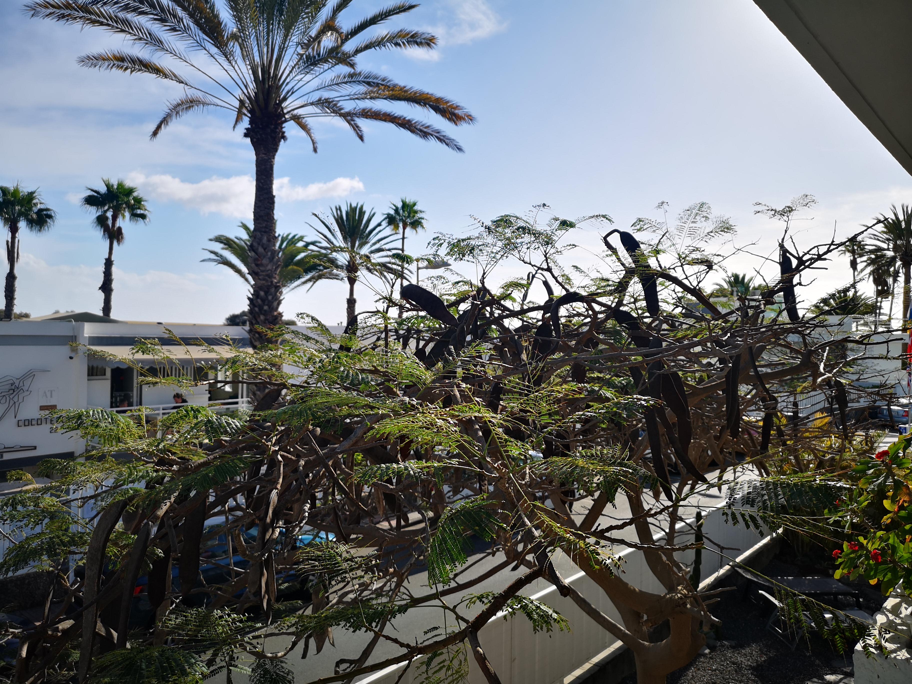 Tamara Apartment Maspalomas (Gran Canaria)