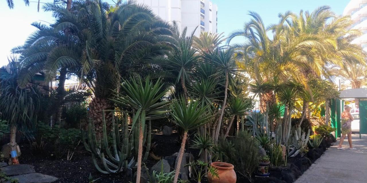 Cactus * Maspalomas (Gran Canaria)