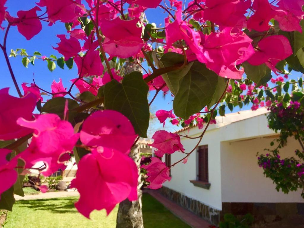 Luxury Bungalow”paradise Birds” Appartement