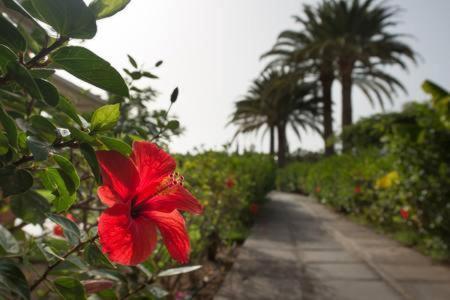 Melocotones In Maspalomas - Playa Del Ingles Apartamento *