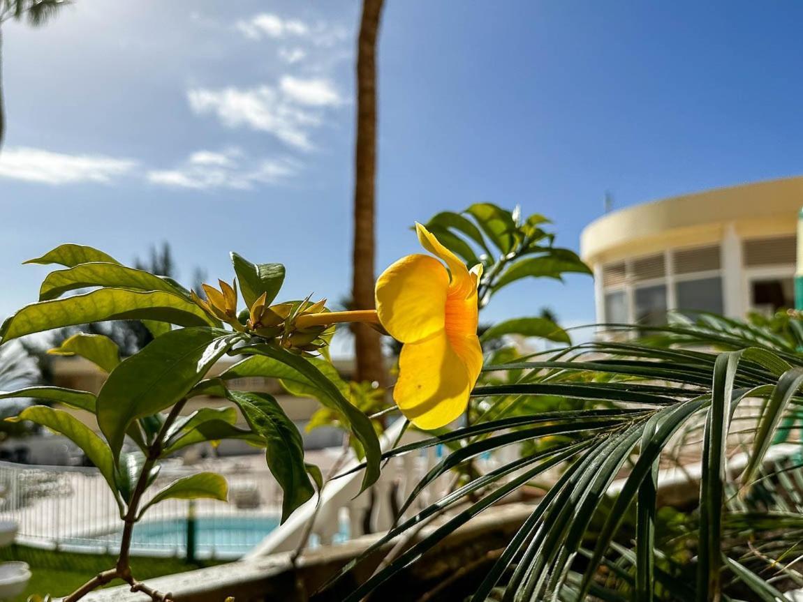 Apartamento Cerca De La Playa Apartamento Maspalomas (Gran Canaria)