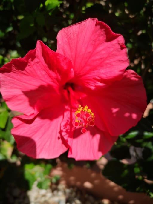 Holiday home Wohlfuehloase In Maspalomas (Gran Canaria)