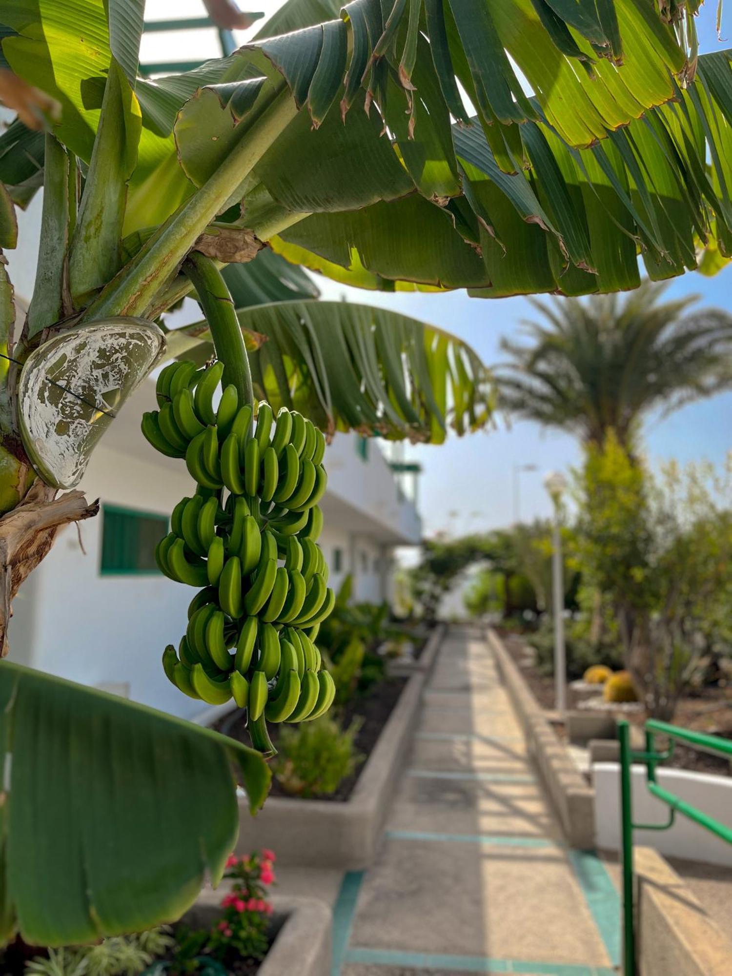 Beautiful Aguycan 120 Playa Del Aguila Maspalomas Gran Canaria