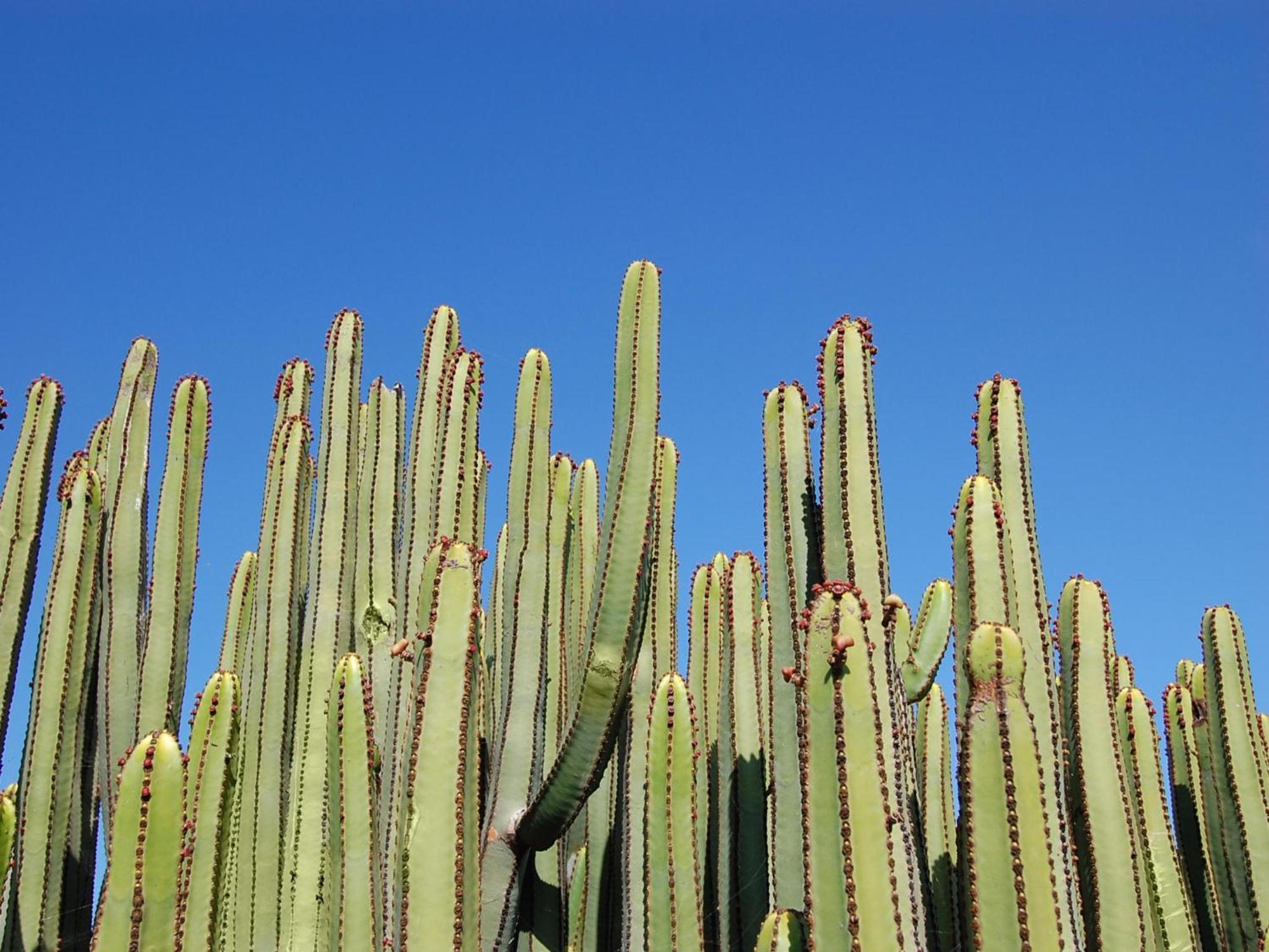 Lagos 31 By Villagrancanaria Maspalomas (Gran Canaria)