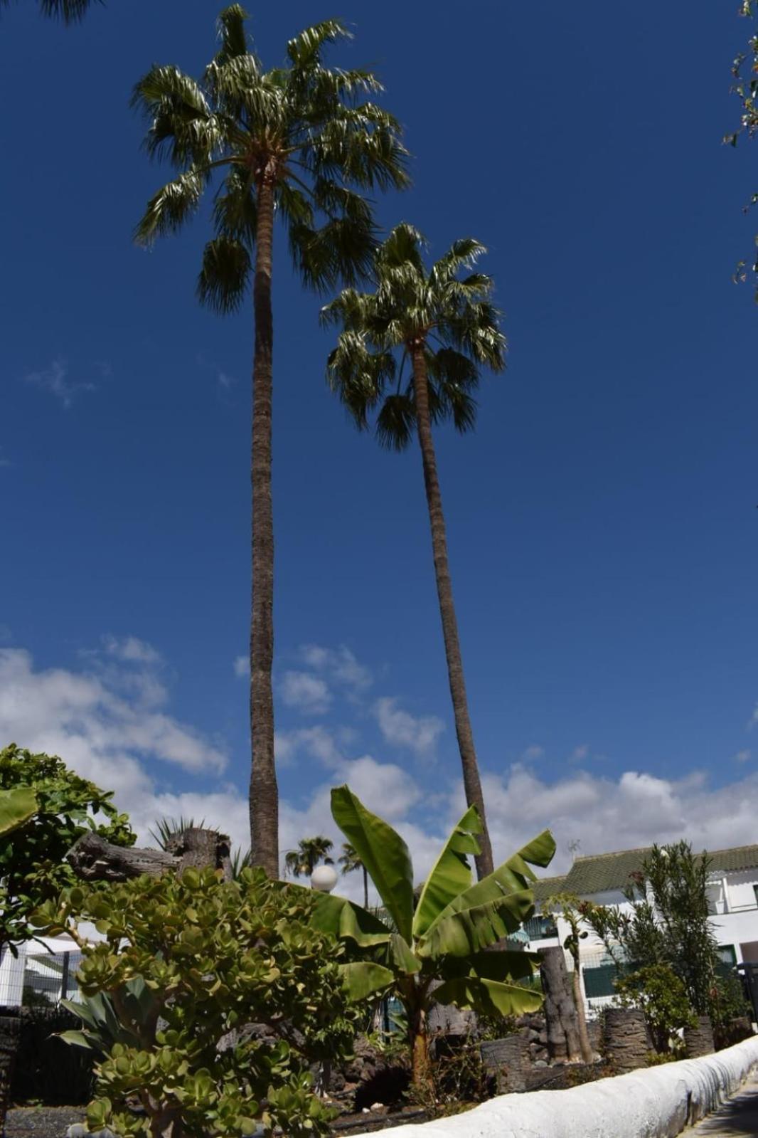 Oasis Canaria Maspalomas (Gran Canaria)