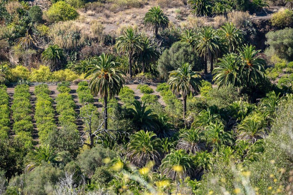 Luxury Palm Beach Bungalow * Maspalomas (Gran Canaria)