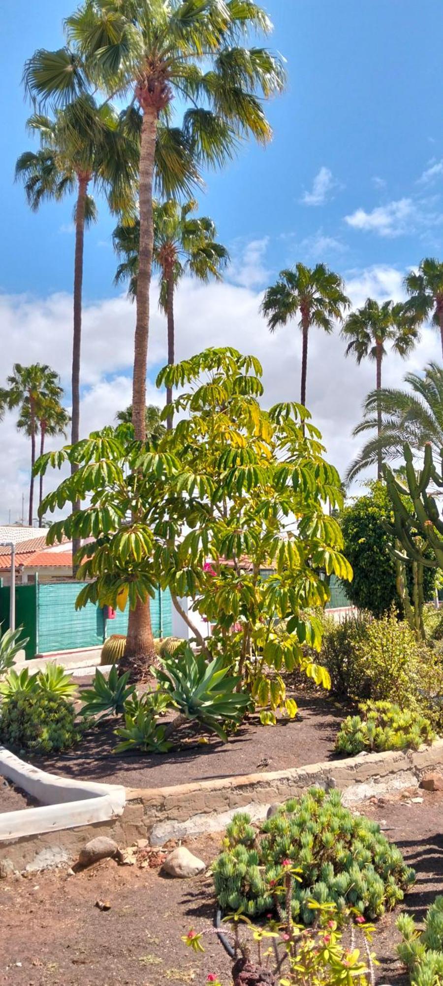 Maspalomas Paradise Holiday home Maspalomas (Gran Canaria)