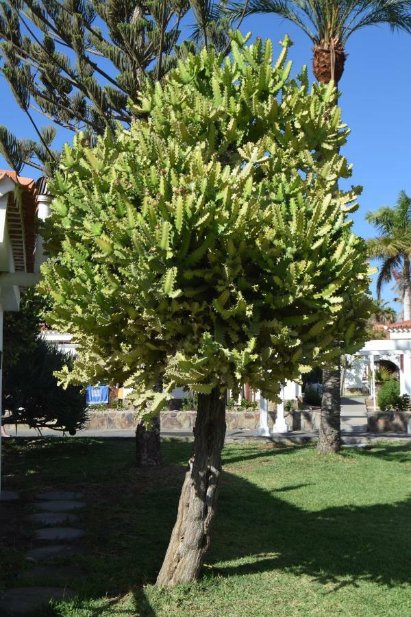 Parque Golf Fresh Apartment Maspalomas (Gran Canaria)
